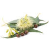 Ulei esential de Eucalipt, natural, Life Care®